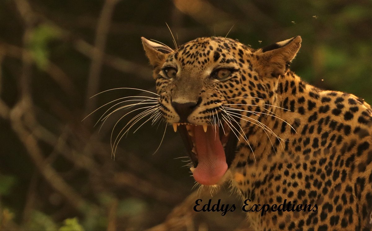 Heritage tour to Yala (Full day Tour)