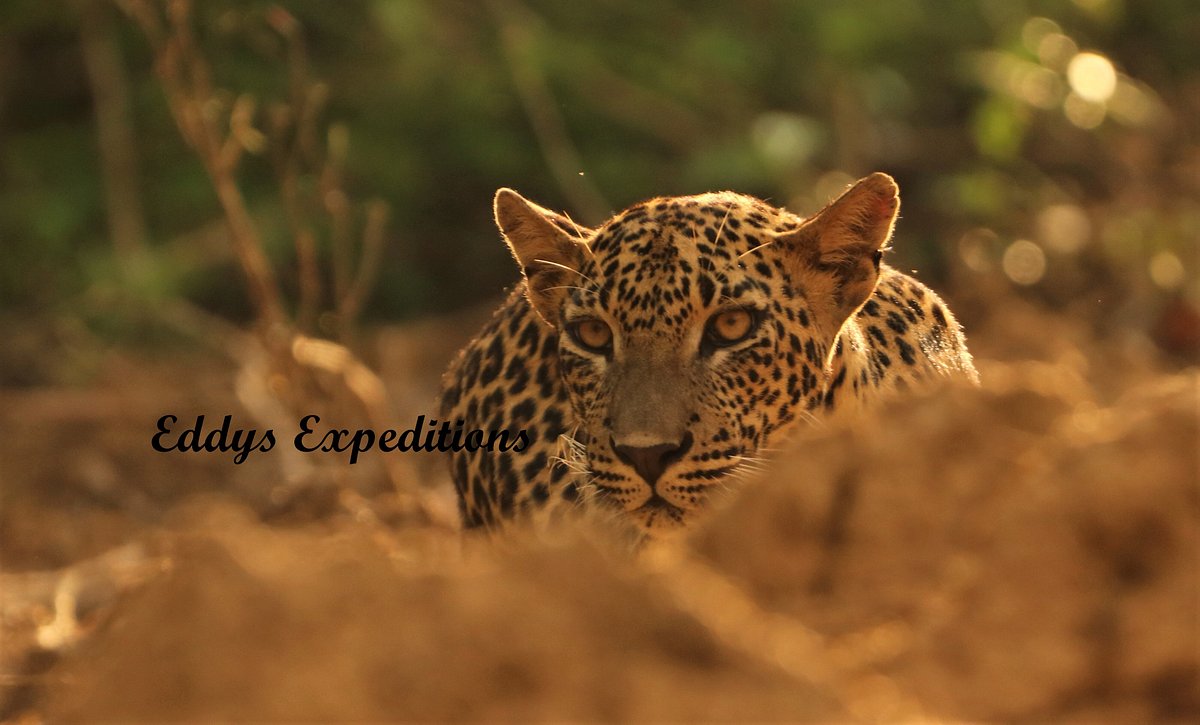 leopards-sri-lanka