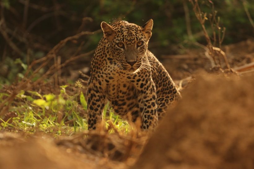 yala-820x547